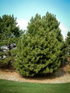 Сосна Чёрная (Pinus Nigra) купить по цене от 270.00р. в интернет-магазине «Посадика» с доставкой почтой в в Гусеве и по всей России – [изображение №1].