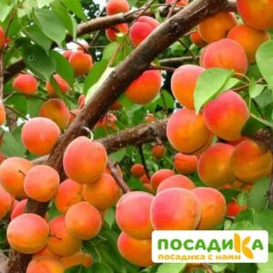 Абрикос Ветеран Севастополя купить по цене от 355р. в интернет-магазине «Посадика» с доставкой почтой в в Гусеве и по всей России – [изображение №1].