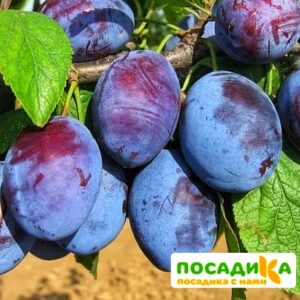 Слива Чачакская ранняя купить по цене от 229.00р. в интернет-магазине «Посадика» с доставкой почтой в в Гусеве и по всей России – [изображение №1].