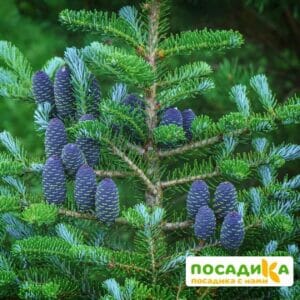 Пихта корейская (Abies koreana) купить по цене от 450.00р. в интернет-магазине «Посадика» с доставкой почтой в в Гусеве и по всей России – [изображение №1].