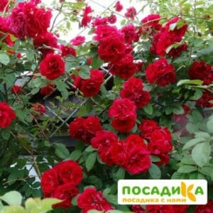 Роза плетистая Амадеус купить по цене от 399.00р. в интернет-магазине «Посадика» с доставкой почтой в в Гусеве и по всей России – [изображение №1].
