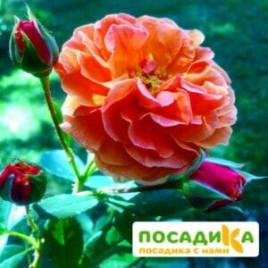 Роза Арабия купить по цене от 350.00р. в интернет-магазине «Посадика» с доставкой почтой в в Гусеве и по всей России – [изображение №1].