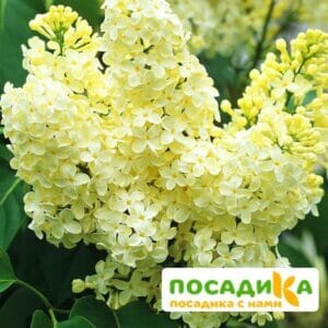 Сирень Примроуз (Primrose) купить по цене от 529.00р. в интернет-магазине «Посадика» с доставкой почтой в в Гусеве и по всей России – [изображение №1].