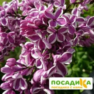 Сирень Сенсация купить по цене от 529.00р. в интернет-магазине «Посадика» с доставкой почтой в в Гусеве и по всей России – [изображение №1].