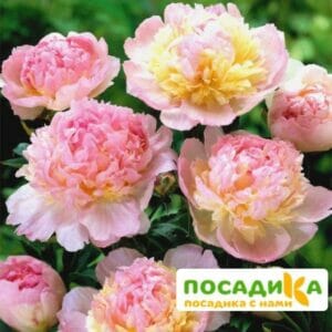 Пион Распберри Сандей (Paeonia Raspberry Sundae) купить по цене от 959р. в интернет-магазине «Посадика» с доставкой почтой в в Гусеве и по всей России – [изображение №1].