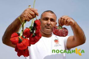 Клубника Гигант Джорнея купить по цене от 266р. в интернет-магазине «Посадика» с доставкой почтой в в Гусеве и по всей России – [изображение №1].