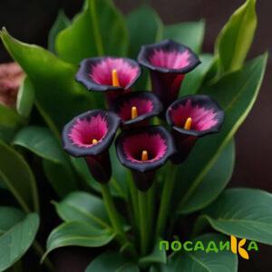 Калла Аура Лейс купить по цене от 400р. в интернет-магазине «Посадика» с доставкой почтой в в Гусеве и по всей России – [изображение №1].
