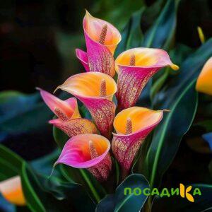 Калла Оникс купить по цене от 450р. в интернет-магазине «Посадика» с доставкой почтой в в Гусеве и по всей России – [изображение №1].