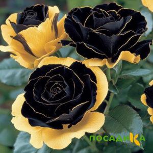 Роза Ханни Сикл купить по цене от 700р. в интернет-магазине «Посадика» с доставкой почтой в в Гусеве и по всей России – [изображение №1].