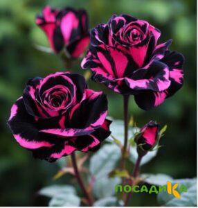 Роза Багровый Шепот купить по цене от 366р. в интернет-магазине «Посадика» с доставкой почтой в в Гусеве и по всей России – [изображение №1].