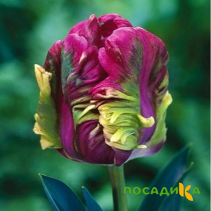 Тюльпан Экзотик Хэвен купить по цене от 186р. в интернет-магазине «Посадика» с доставкой почтой в в Гусеве и по всей России – [изображение №1].