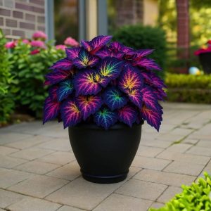 Хоста Фрости Блю купить по цене от 389р. в интернет-магазине «Посадика» с доставкой почтой в в Гусеве и по всей России – [изображение №1].