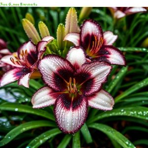 Лилейник Крим Сикл купить по цене от 799р. в интернет-магазине «Посадика» с доставкой почтой в в Гусеве и по всей России – [изображение №1].