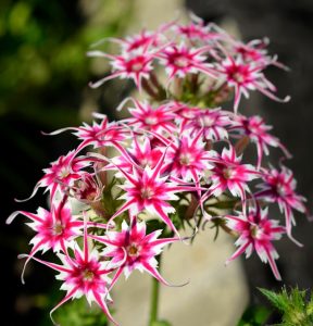 Флокс Метельчатый Путь купить по цене от 456р. в интернет-магазине «Посадика» с доставкой почтой в в Гусеве и по всей России – [изображение №1].