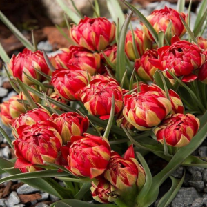 Тюльпан Ап Пинк купить по цене от 390р. в интернет-магазине «Посадика» с доставкой почтой в в Гусеве и по всей России – [изображение №1].