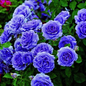 Роза Блю Мун купить по цене от 450р. в интернет-магазине «Посадика» с доставкой почтой в в Гусеве и по всей России – [изображение №1].