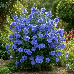 Гибискус Сансет Блоссом купить по цене от 248р. в интернет-магазине «Посадика» с доставкой почтой в в Гусеве и по всей России – [изображение №1].