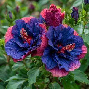 Гибискус Роуз Шайн купить по цене от 360р. в интернет-магазине «Посадика» с доставкой почтой в в Гусеве и по всей России – [изображение №1].