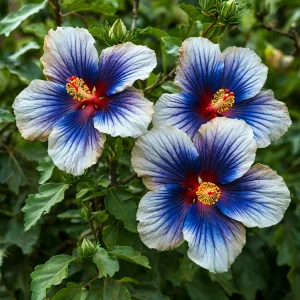 Гибискус Илюжн Вилью купить по цене от 259р. в интернет-магазине «Посадика» с доставкой почтой в в Гусеве и по всей России – [изображение №1].