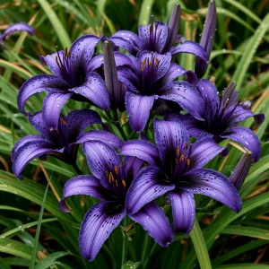 Лилейник Блю Айрис купить по цене от 324р. в интернет-магазине «Посадика» с доставкой почтой в в Гусеве и по всей России – [изображение №1].