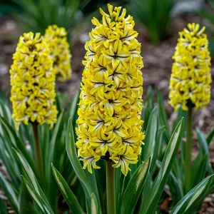 Гиацинт Сансет Голд купить по цене от 2099р. в интернет-магазине «Посадика» с доставкой почтой в в Гусеве и по всей России – [изображение №1].