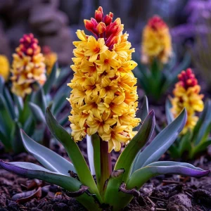 Гиацинт Миднайт Мистери купить по цене от 2099р. в интернет-магазине «Посадика» с доставкой почтой в в Гусеве и по всей России – [изображение №1].