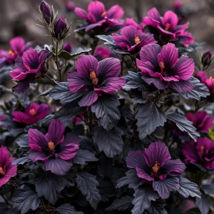 Гибискус Корал Чарм купить по цене от 271р. в интернет-магазине «Посадика» с доставкой почтой в в Гусеве и по всей России – [изображение №1].