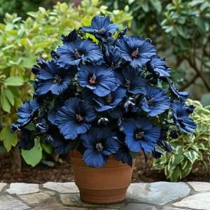 Гибискус Селестиал Флейм купить по цене от 326р. в интернет-магазине «Посадика» с доставкой почтой в в Гусеве и по всей России – [изображение №1].