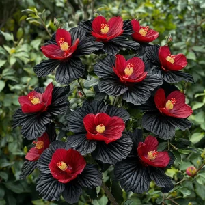 Гибискус Ройял Афеа купить по цене от 460р. в интернет-магазине «Посадика» с доставкой почтой в в Гусеве и по всей России – [изображение №1].