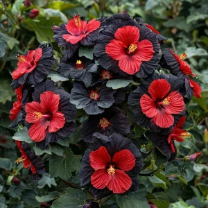 Гибискус Шиммеринг купить по цене от 720р. в интернет-магазине «Посадика» с доставкой почтой в в Гусеве и по всей России – [изображение №1].