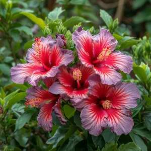 Гибискус Кримсон Флейм купить по цене от 479р. в интернет-магазине «Посадика» с доставкой почтой в в Гусеве и по всей России – [изображение №1].