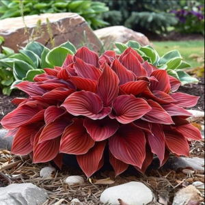 Хоста Малыш Шедевр купить по цене от 421р. в интернет-магазине «Посадика» с доставкой почтой в в Гусеве и по всей России – [изображение №1].