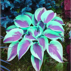 Хоста Висперин Бьюти купить по цене от 379р. в интернет-магазине «Посадика» с доставкой почтой в в Гусеве и по всей России – [изображение №1].